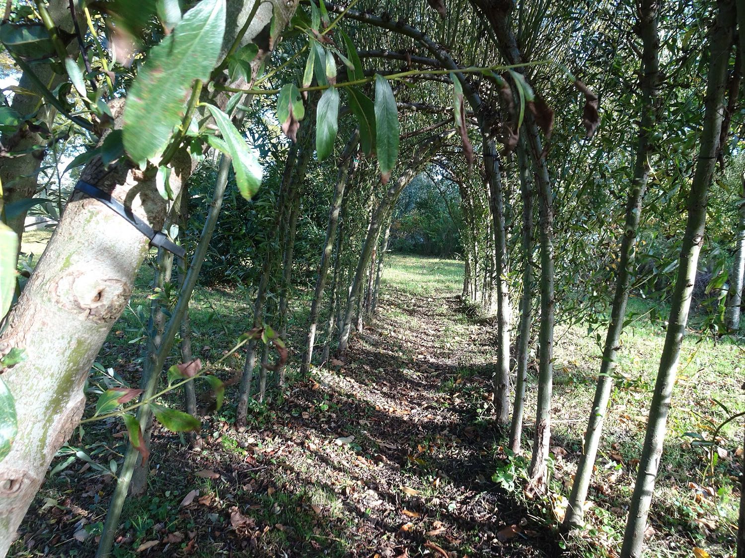 Living willow tunnel, Leiden